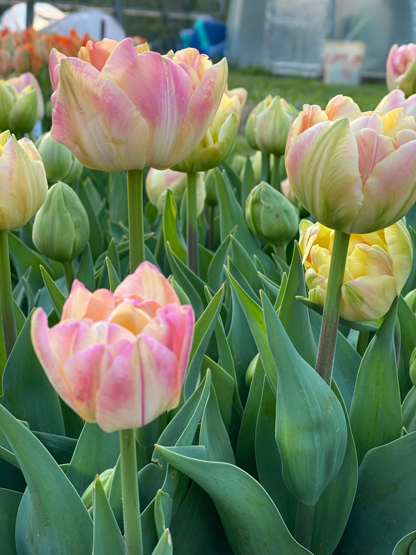 Tulp ‘Foxy Foxtrot’ – 10 bollen PRE-ORDER - Tuinkabouter Chrisje
