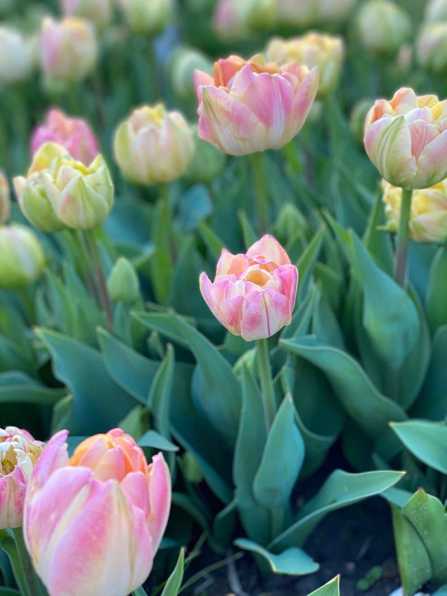 Tulp ‘Foxy Foxtrot’ – 10 bollen PRE-ORDER - Tuinkabouter Chrisje