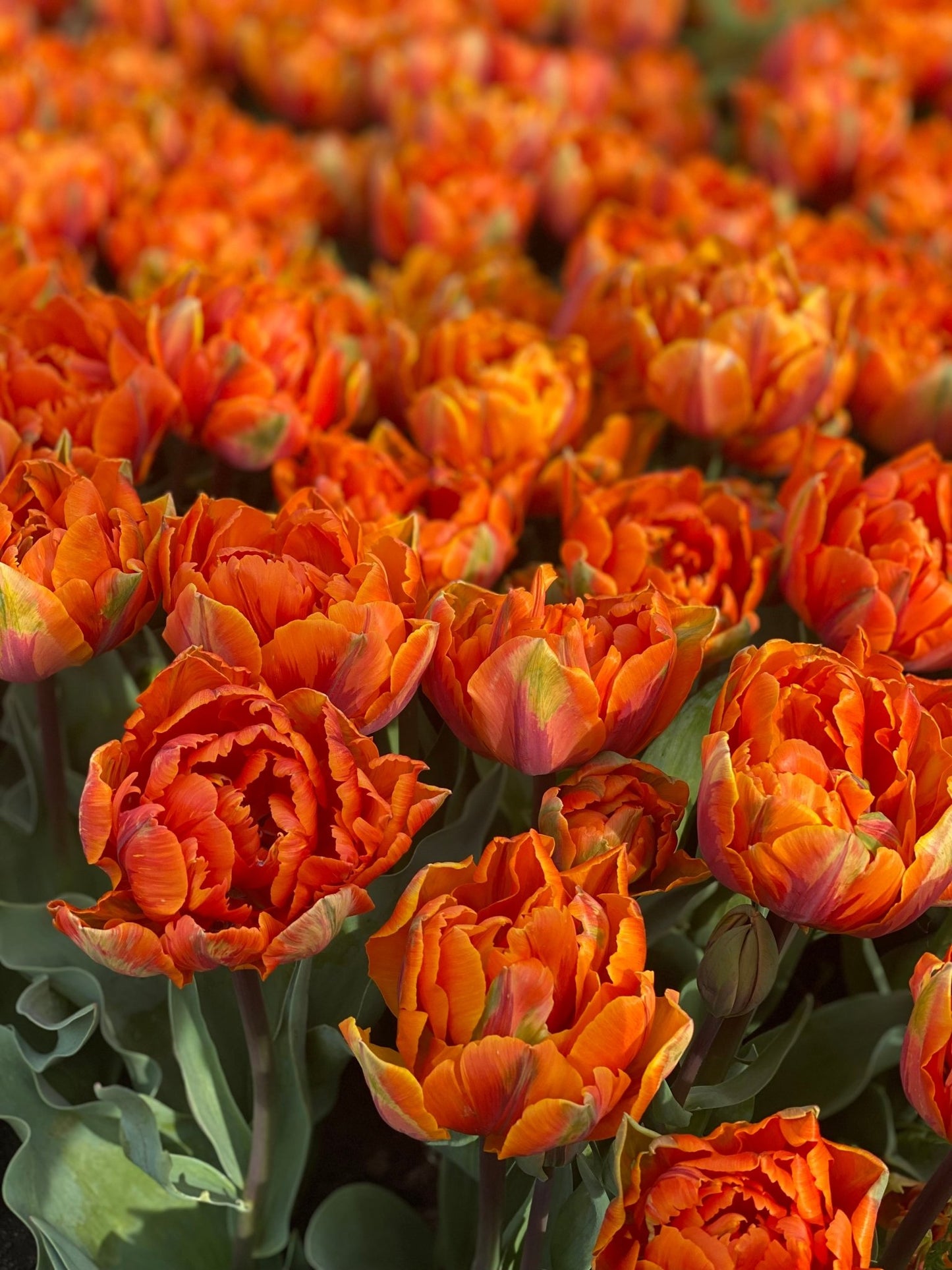 Tulp ‘Orange Princess’ – 10 bollen PRE-ORDER - Tuinkabouter Chrisje