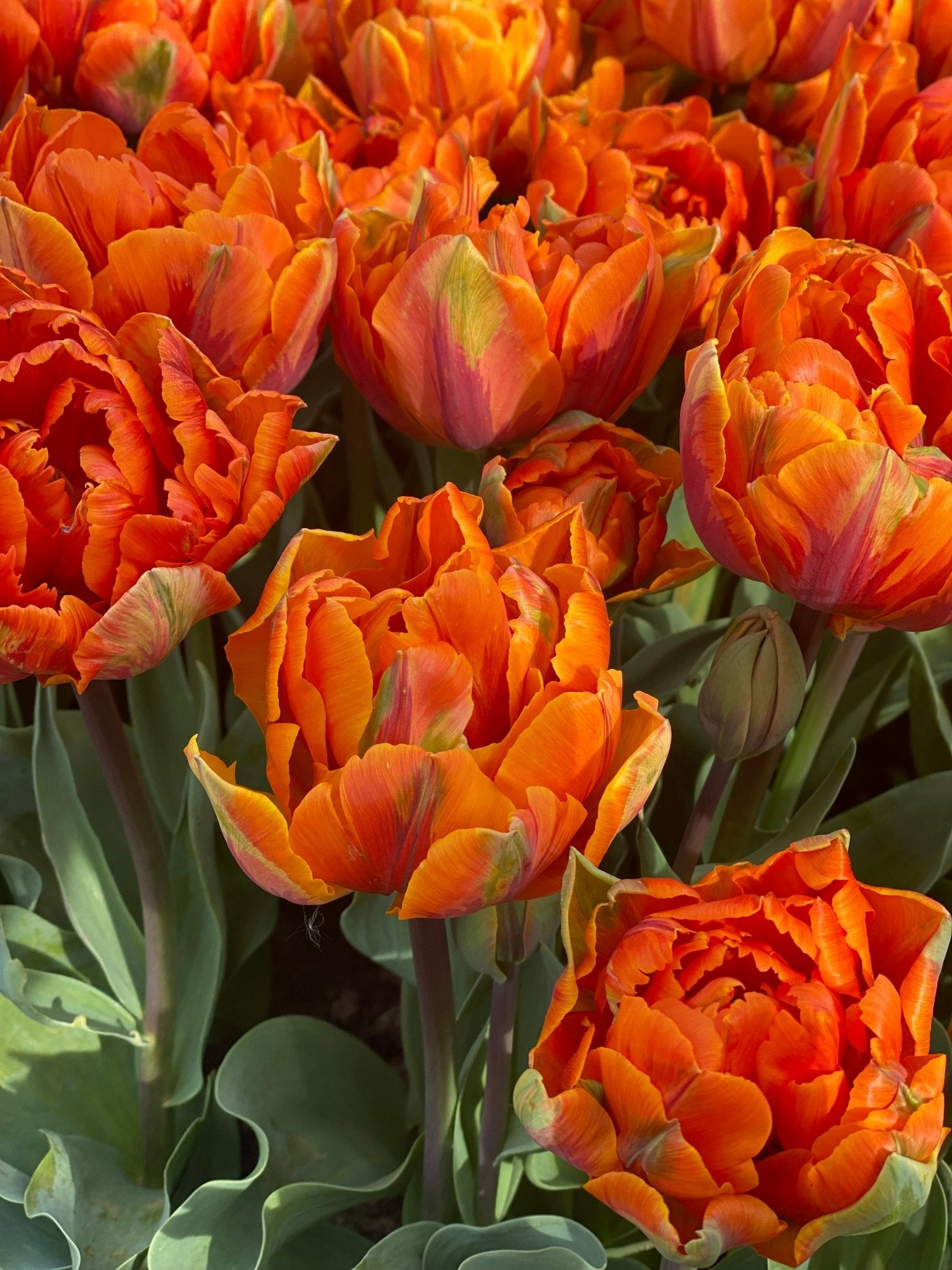 Tulp ‘Orange Princess’ – 10 bollen PRE-ORDER - Tuinkabouter Chrisje