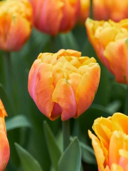 Tulp ‘Tasmania’ – 10 bollen PRE-ORDER - Tuinkabouter Chrisje