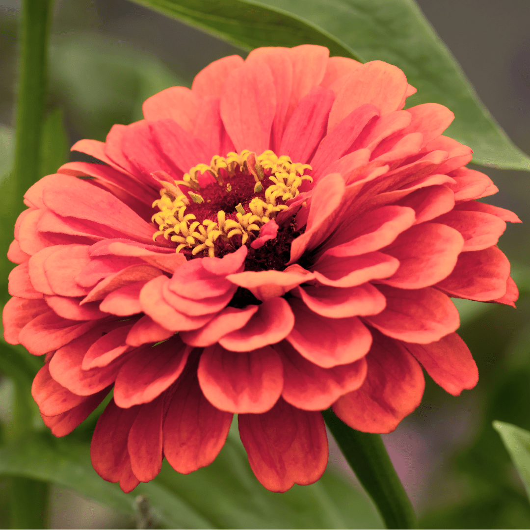 Zinnia elegans Benary Giant Coral - Tuinkabouter Chrisje