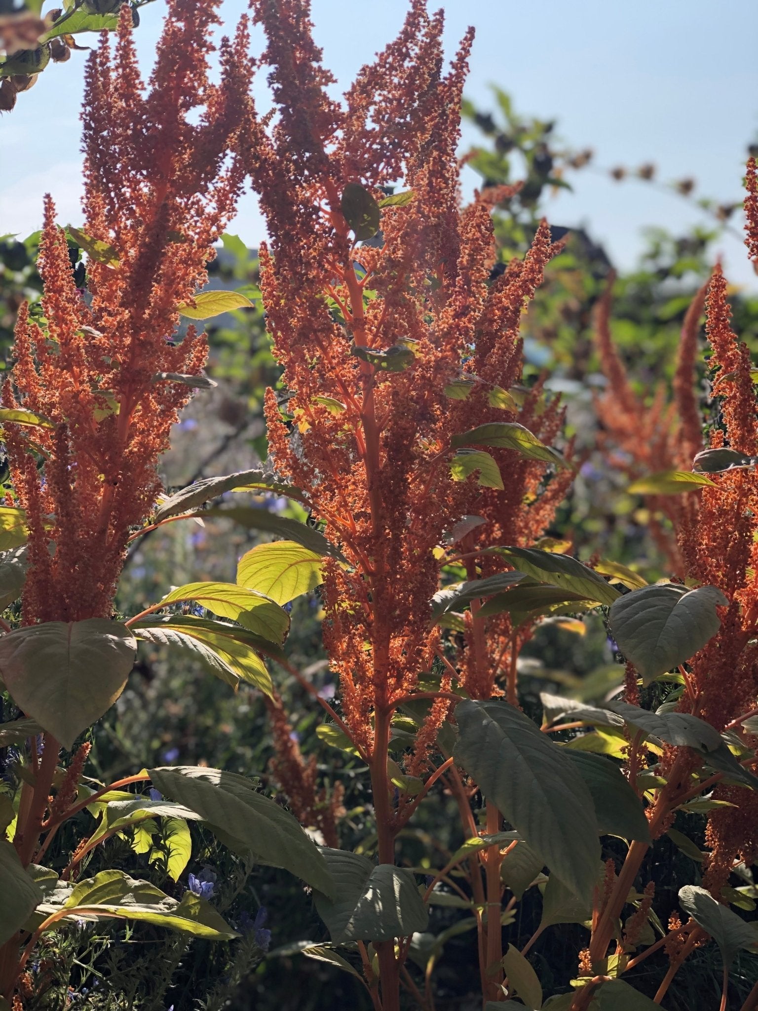 Amaranthus cruentus "Hot Biscuits" - Tuinkabouter Chrisje