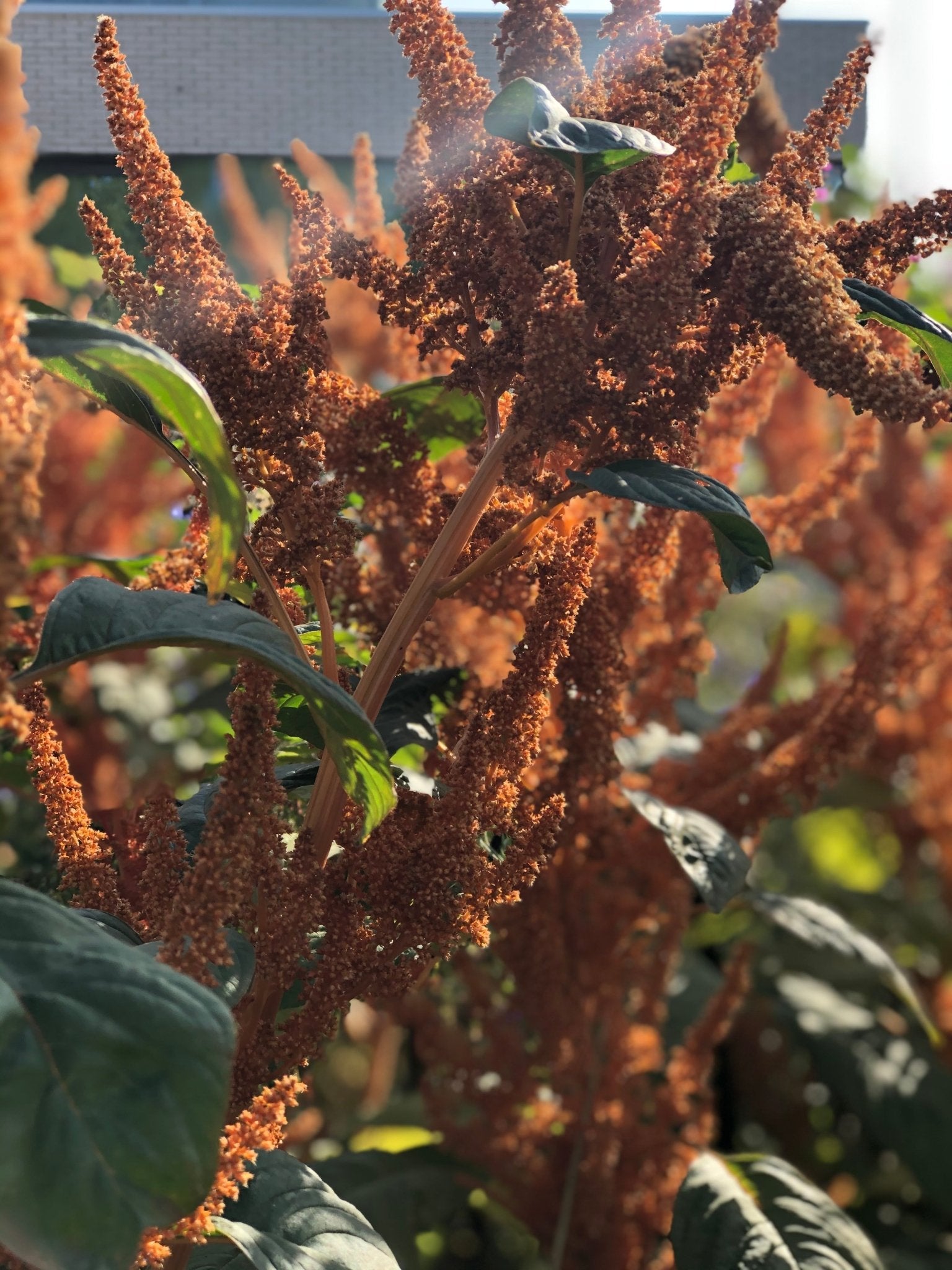 Amaranthus cruentus "Hot Biscuits" - Tuinkabouter Chrisje