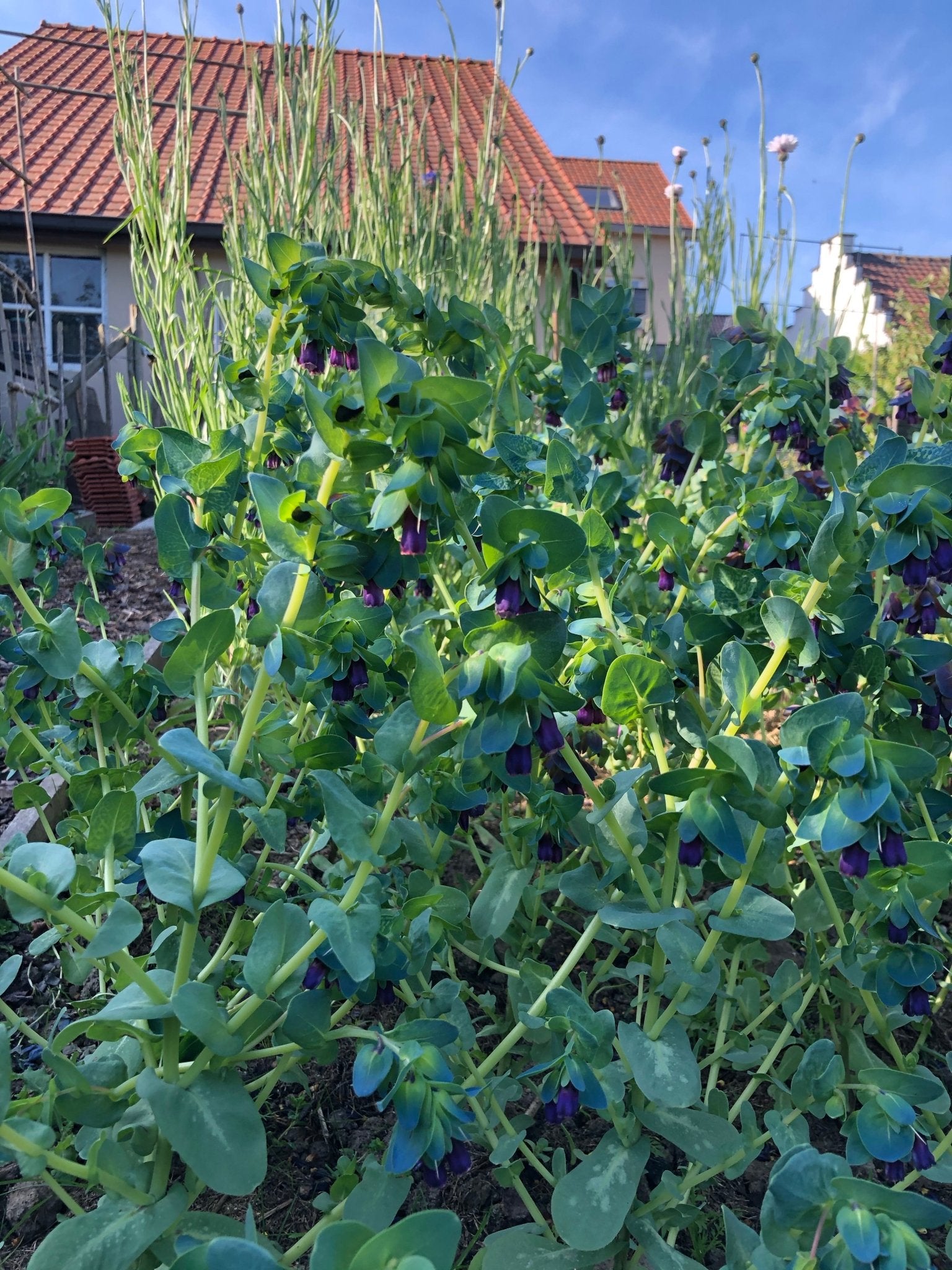 Cerinthe Major 'Purpurascens' - Tuinkabouter Chrisje