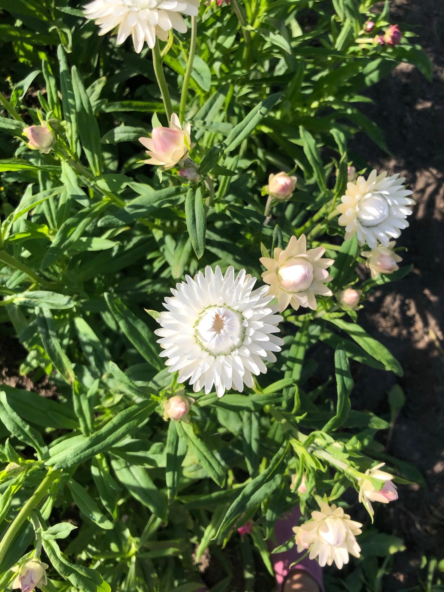 Helichrysum bracteatum (strawflower) White