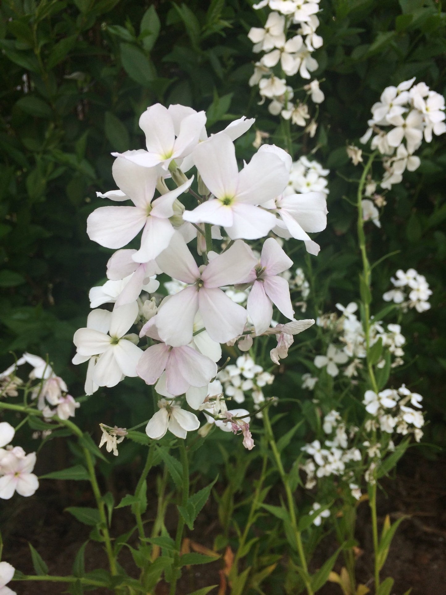 Hesperis Matronalis - Fleur de Damas - Mélange Blanc &amp; Lavande