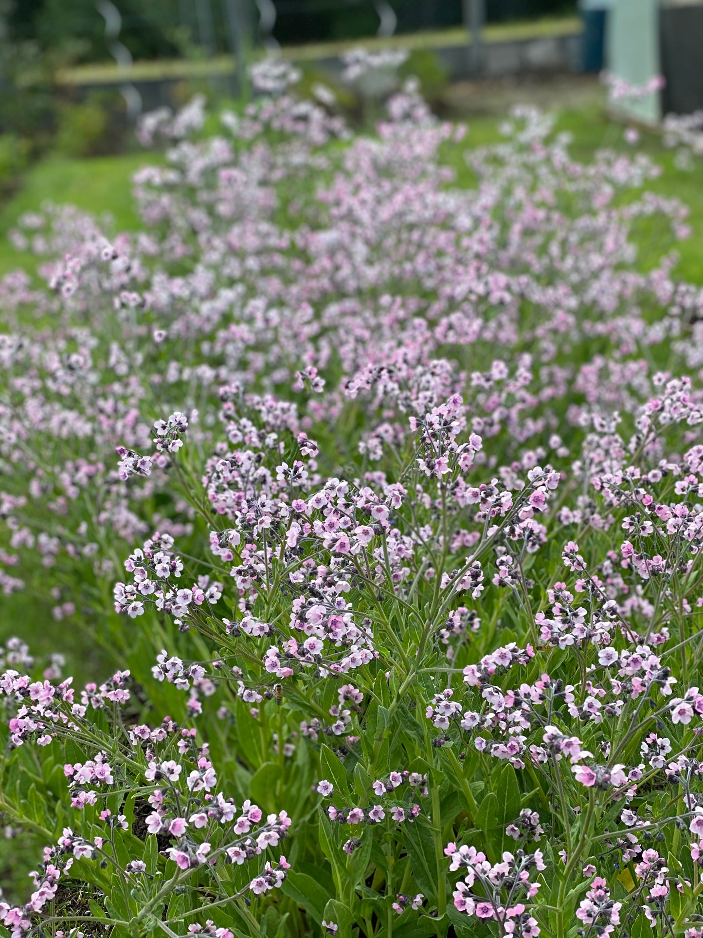 Chinese forget-me-nots "Mystic Pink"