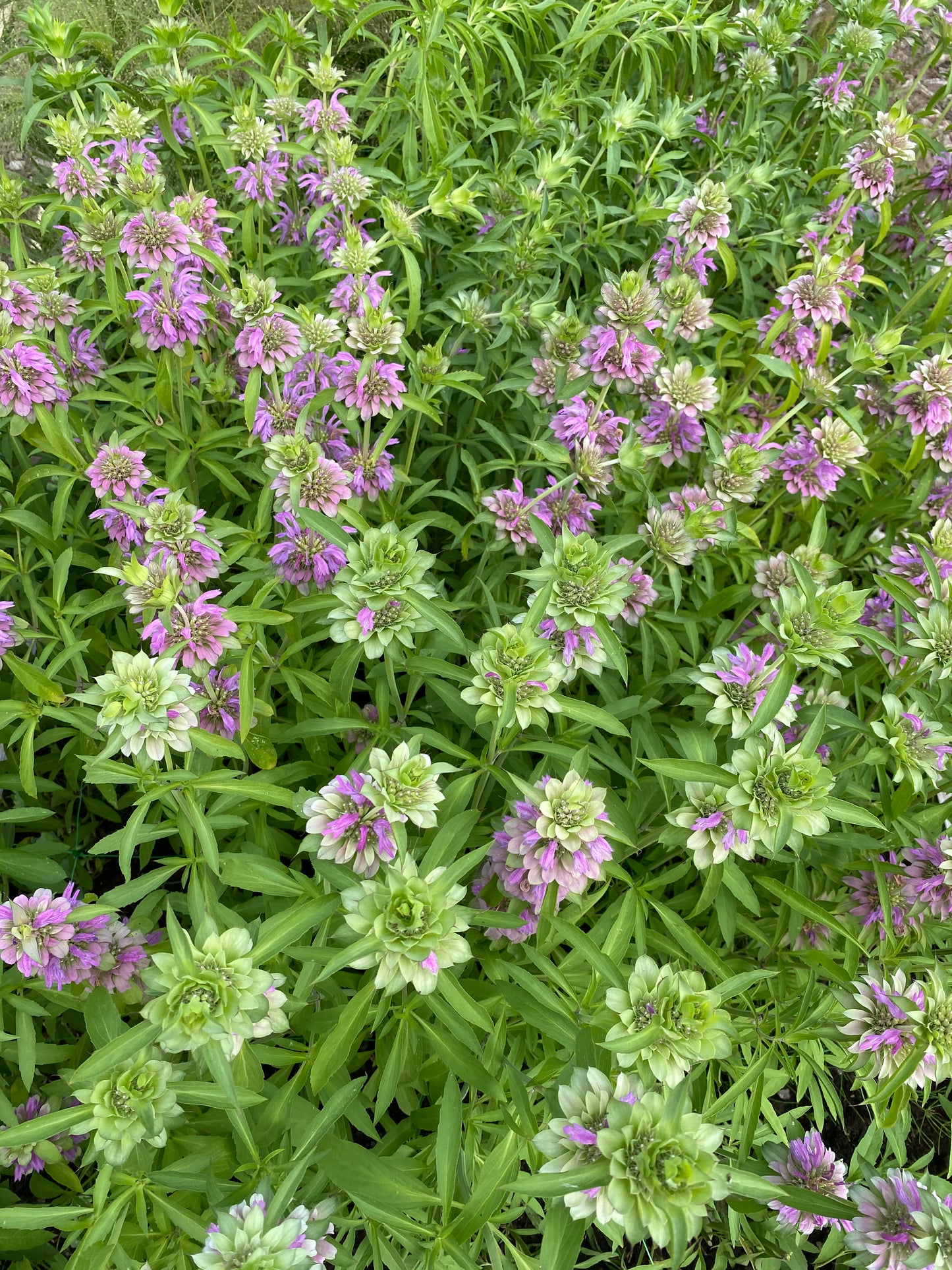 Monarda hybrida Lambada