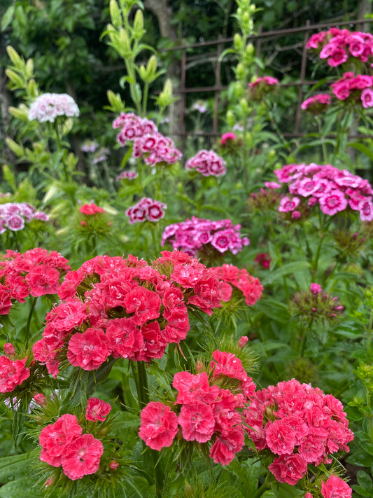 Dianthus Barbatus *Super Duplex Mix*