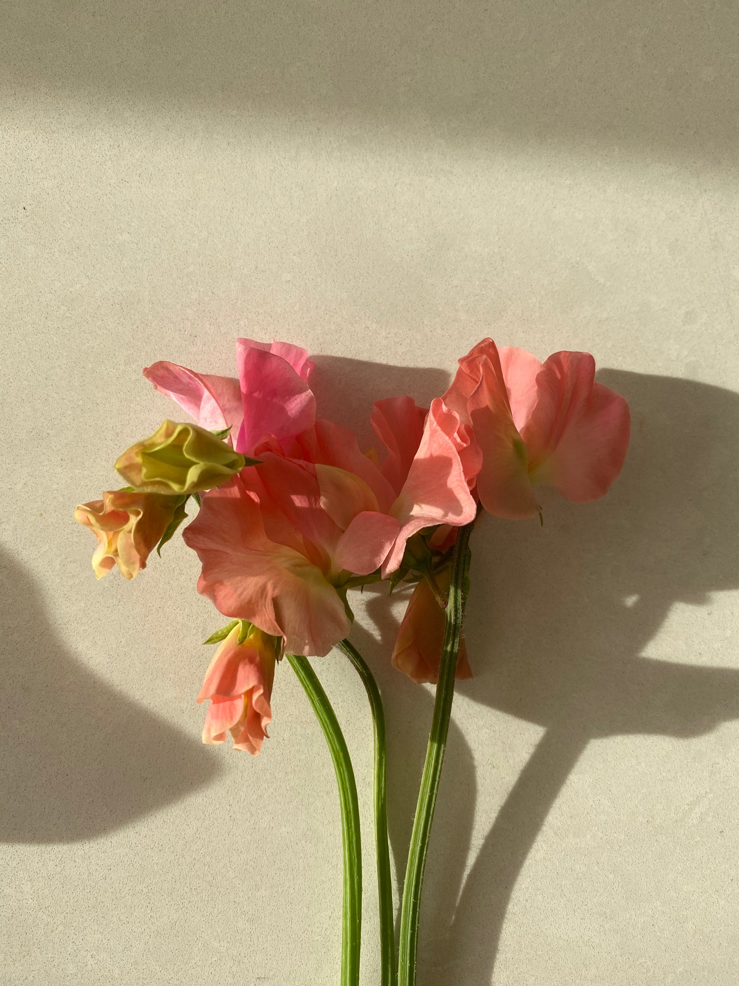 Lathyrus Odoratus - Sweet Pea Spring Sunshine Peach