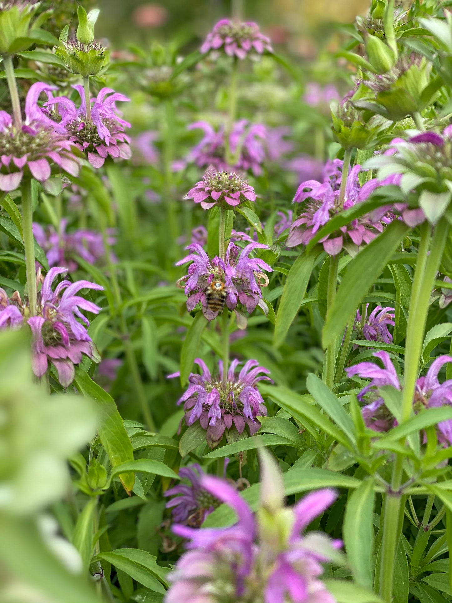 Monarda hybrida Lambada