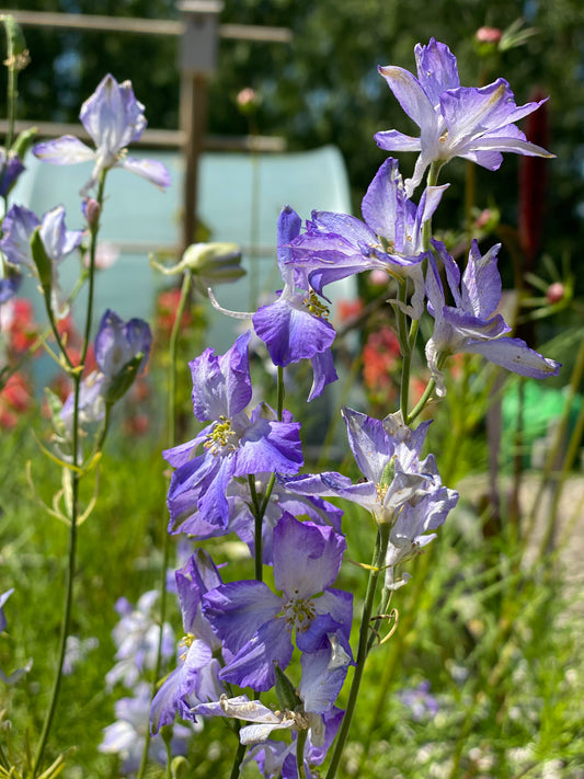 Delphinium Consolida Frosted Skies (larkspur)