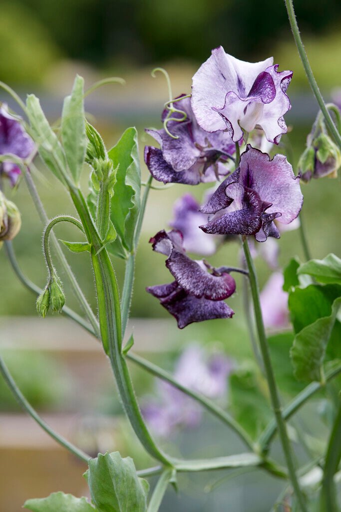 Lathyrus Odoratus Spencer - Reukerwt "Nimbus” - Tuinkabouter Chrisje