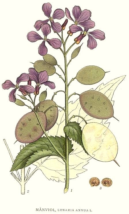 Lunaria annua (biennis) - Judaspenning - Tuinkabouter Chrisje