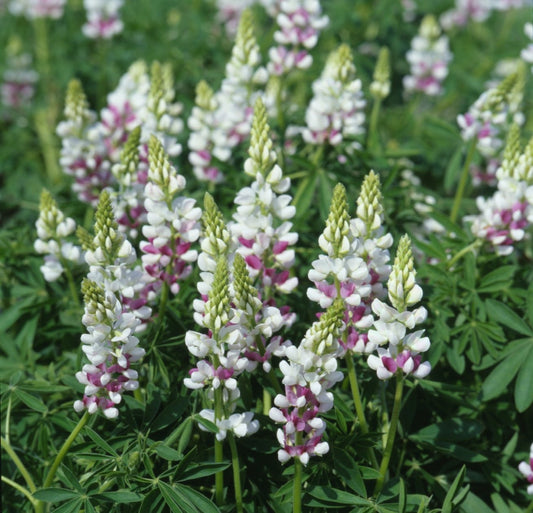 Lupinus elegans "Pink Fairy" - Tuinkabouter Chrisje