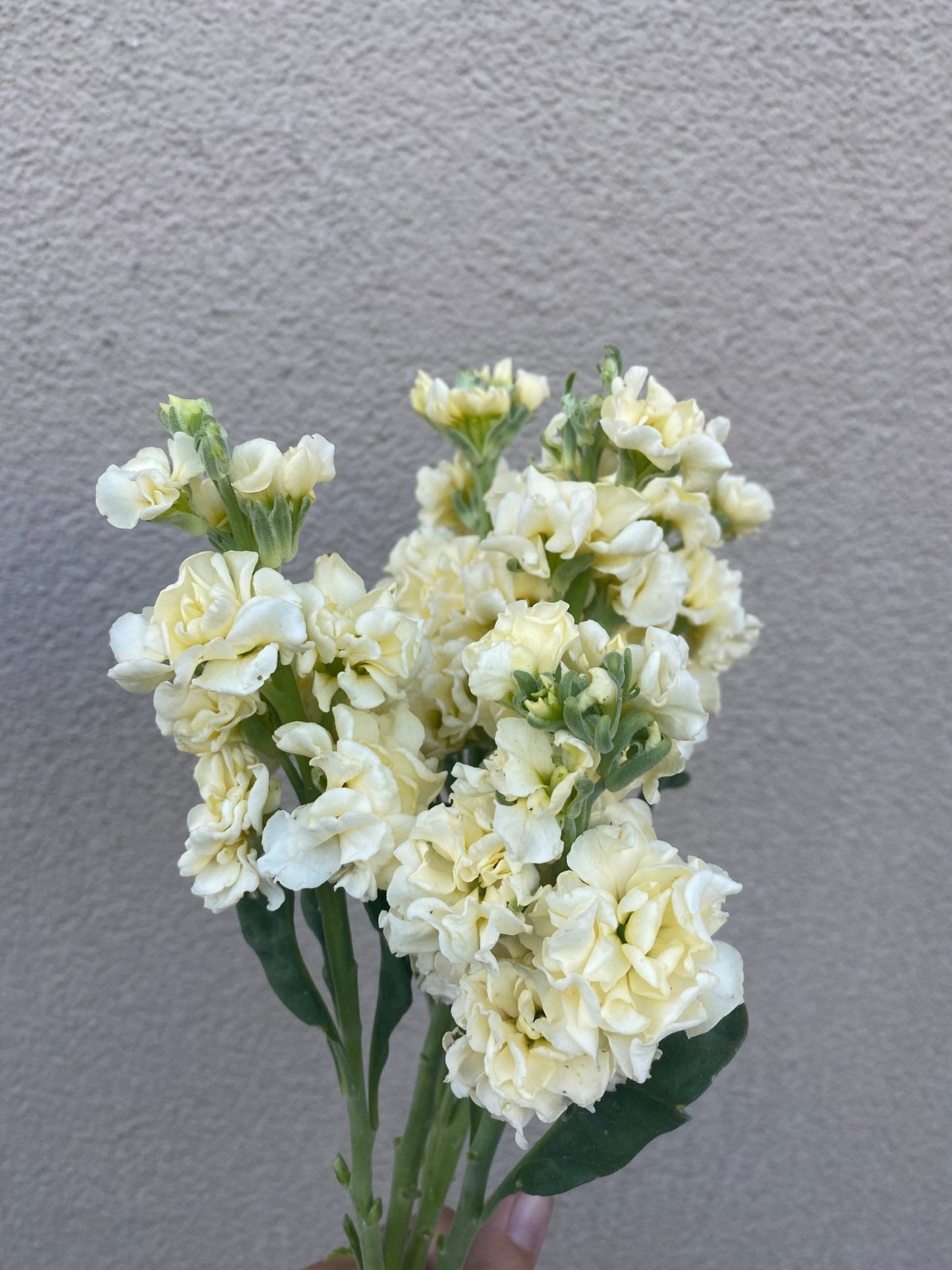 Matthiola incana Katz Yellow - Tuinkabouter Chrisje