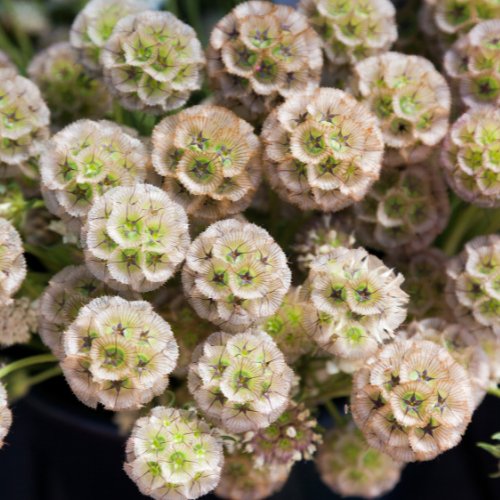 Scabiosa stellata - Tuinkabouter Chrisje