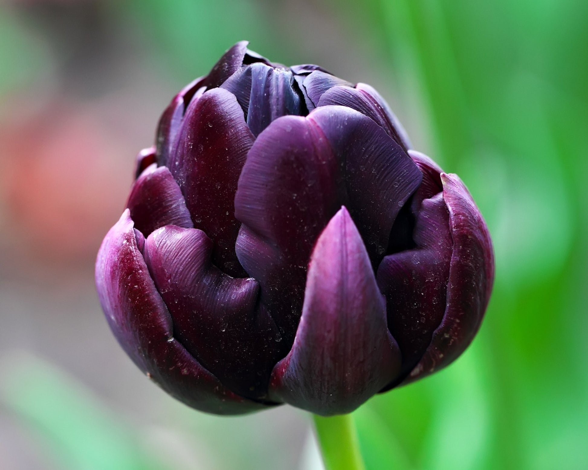 Tulp Black Hero - pak van 10 bloembollen - Tuinkabouter Chrisje