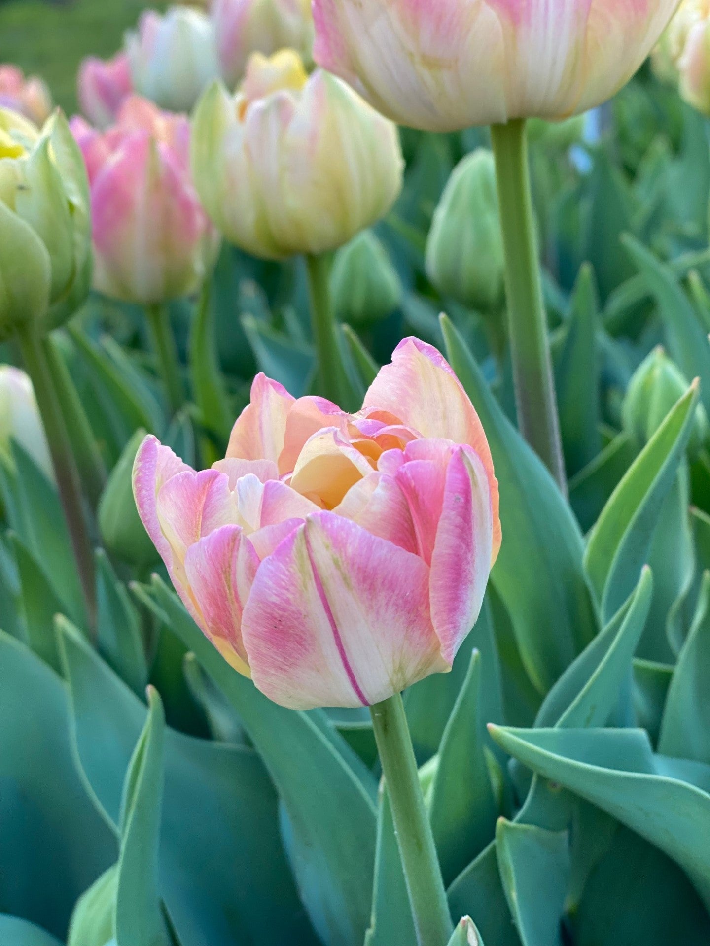 Tulp Foxy Foxtrot - pak van 10 bloembollen - Tuinkabouter Chrisje