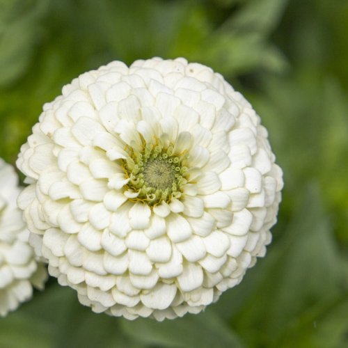 Zinnia elegans Oklahoma White - Tuinkabouter Chrisje