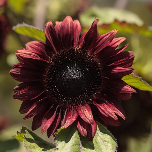 Zonnebloem Procut Red- Helianthus annuus F1 ProCut® Red - Tuinkabouter Chrisje